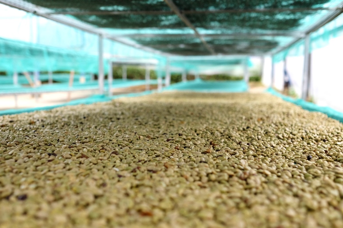 11 zelená kávová zrna na stolech